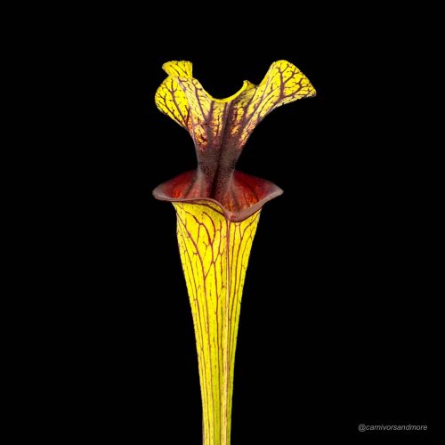 2cSUnHnwwwIvvuT77ru1.jpg 2cSUnHnwwwIvvuT77ru1.jpg