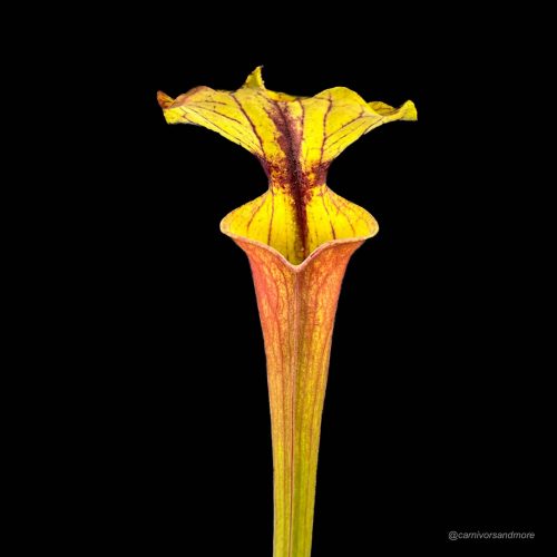 2mQymCwbmhJFcbQaYFXI.jpg 2mQymCwbmhJFcbQaYFXI.jpg