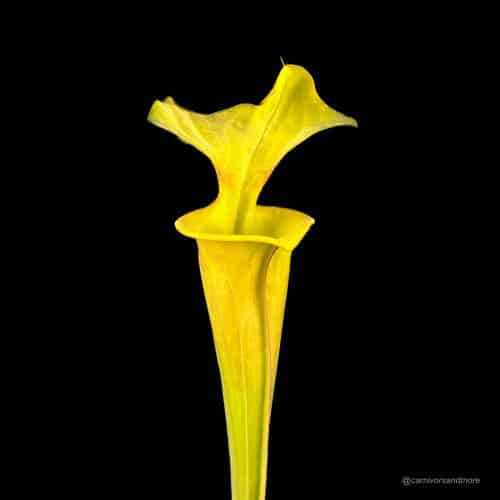 2pY5X8MIUXv4pN6x9A6N.jpg 2pY5X8MIUXv4pN6x9A6N.jpg