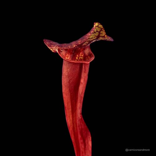 31xBqcX46uDKrmBgYRWs.jpg Carnivore plant met rode kleur