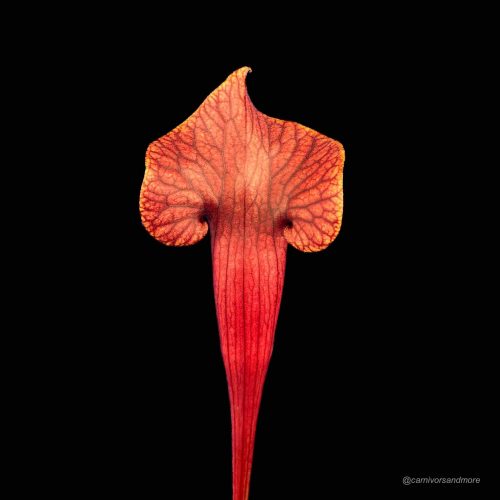 383R5lgmmiX9hn6J7IgR.jpg Kleurige vleesetende plant op zwart