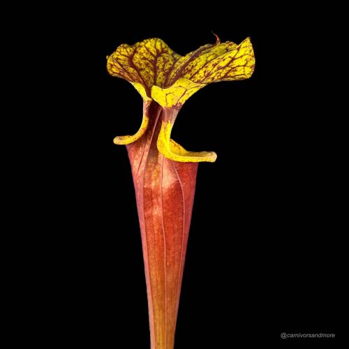 3G1TlVYmye1aERBA9dZH.jpg Fleischfressende Pflanze mit gelben Blüten