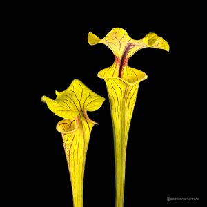 Sarracenia flava var. ornata, MK F 208