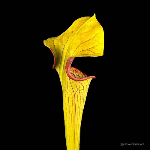 5o4P1fgixeeJFwwo93V0.jpg Gele vleesetende plant op zwarte achtergrond
