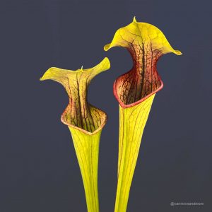 Vleesetende planten met kleurrijke vormen