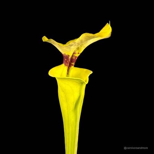 7EiIdo5FK0MXsQyilcNg.jpg 7EiIdo5FK0MXsQyilcNg.jpg