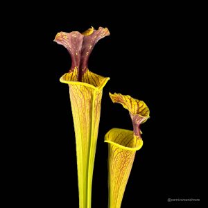 Sarracenia flava var. ornata, M. Soper, F 221ﾠ