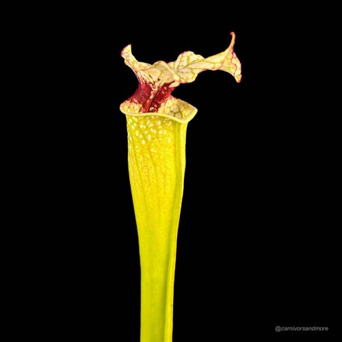 7Uvo9gGsVUGO9DGKr2ua.jpg Vleesetende plant met kleurrijke bloem