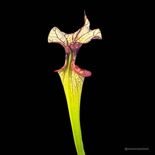 7bsgJyVAkSUKDiZsFXfB.jpg Vleesetende plant met kleurrijke bladeren