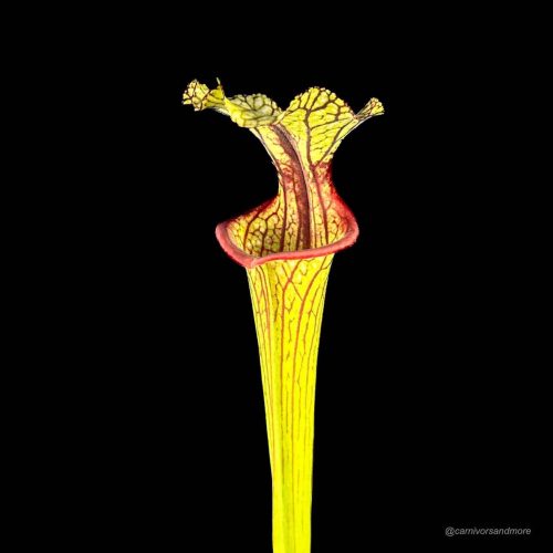 886lcEfmp5hIsBUXRYYu.jpg Vleesetende plant met kleurrijke bladeren