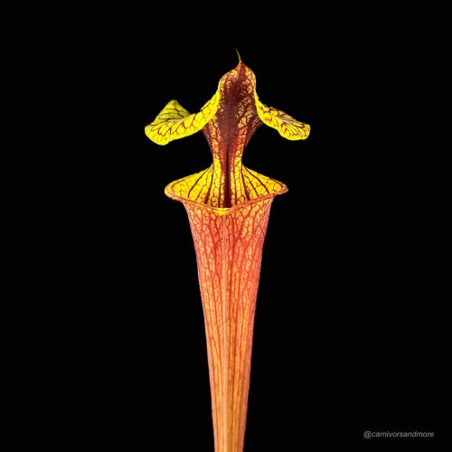 8DvlhPiR50zXQUPmnMC7.jpg 8DvlhPiR50zXQUPmnMC7.jpg