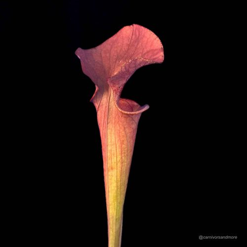 8O9ZGIHZXi2P2MzJO1pc.jpg Vleesetende plant met kleurrijke bloem