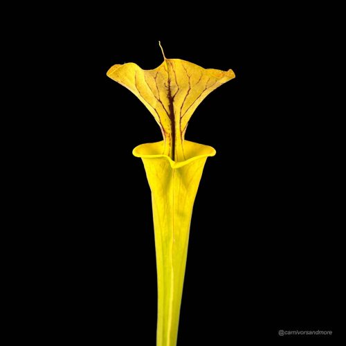 8SQgl26iSe3daNuZkRRC.jpg 8SQgl26iSe3daNuZkRRC.jpg