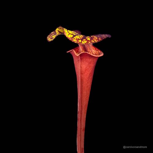 8r5IqYLWT1bAezKAJLin.jpg 8r5IqYLWT1bAezKAJLin.jpg