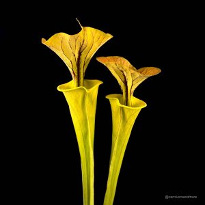 Sarracenia flava var. cuprea, North Carolina, MK F 115