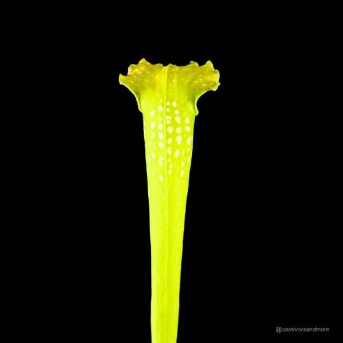 APMwo3QW206kWyUNQGAJ.jpg Heldere groene vleesetende plant