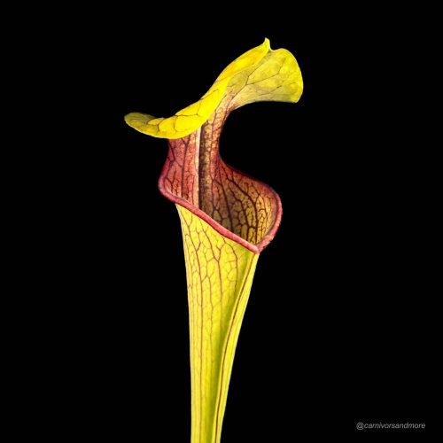 ATR7lJugFXFqfYlXnPke.jpg Mooi gekleurde vleesetende plant