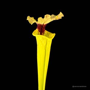 Gele vleesetende plant met unieke vorm
