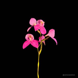 Helle pinke Orchidee auf schwarzem Hintergrund