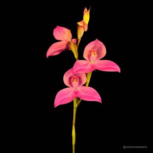 Disa x Veitchii