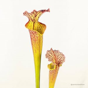 Vleesetende plant met kleurrijke bladeren