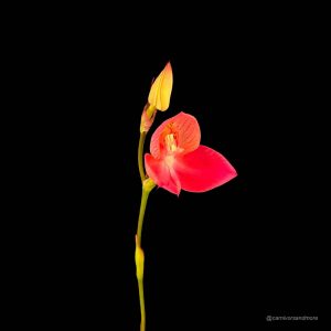 Disa x Kewdior