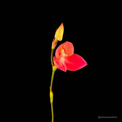 CCFImo0om4XeXKK1LW4k.jpg CCFImo0om4XeXKK1LW4k.jpg