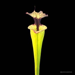Vleesetende plant met kleurrijke bloem