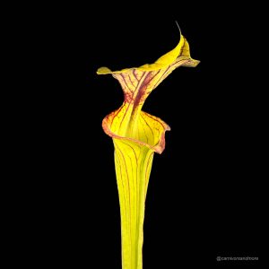 Sarracenia flava var. ornata, Wakulla Co, Fl