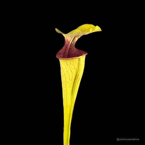 CqGxiXUkaRowLOhUXvx6.jpg CqGxiXUkaRowLOhUXvx6.jpg