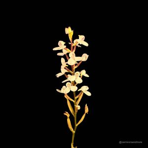 Disa tripetaloides Clone Nr. 3