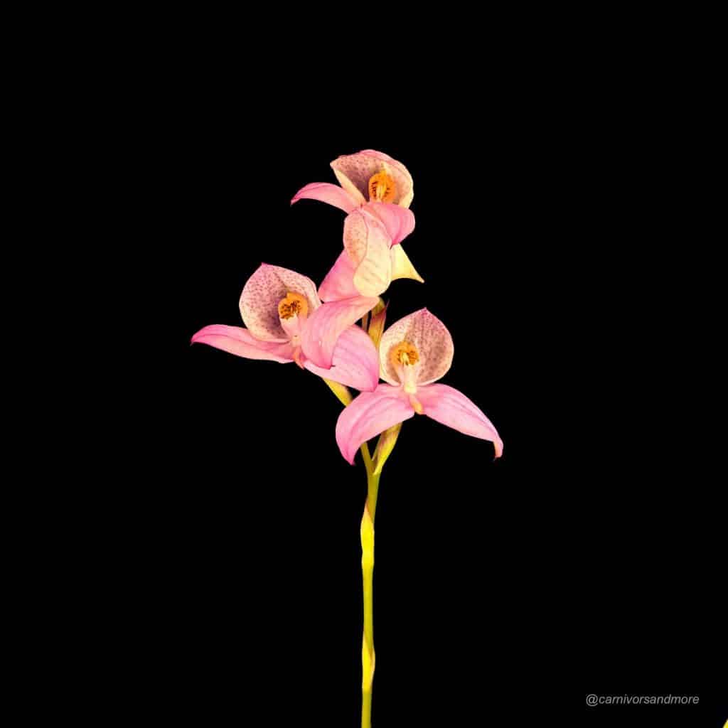 carnivorsandmore – Deine Quelle für seltene Pflanzen Disa x "Collette Cywes blush"