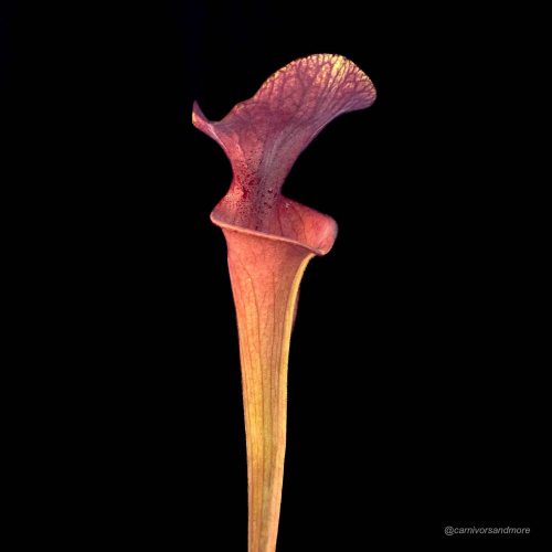 EhBF1Ae1HHhL480Otzam.jpg Schöne fleischfressende Pflanze auf Schwarz