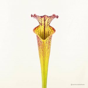 Vleesetende plant met kleurrijke vorm