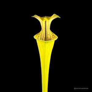Sarracenia oreophila "Giant"