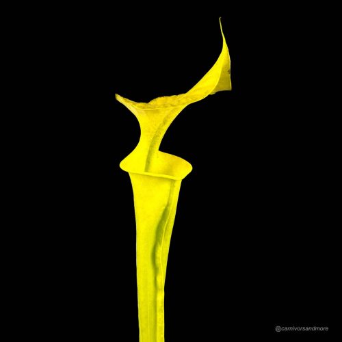 F1Rjw3p2rk1zkBwFtQjC.jpg F1Rjw3p2rk1zkBwFtQjC.jpg