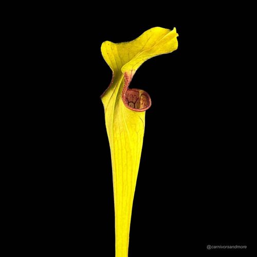 FO53dU9zJRd2N6WgoI0a.jpg FO53dU9zJRd2N6WgoI0a.jpg