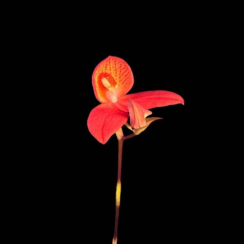 FRRPj2rznN8nxY6MQZTk.jpg Helderrode orchidee op zwarte achtergrond