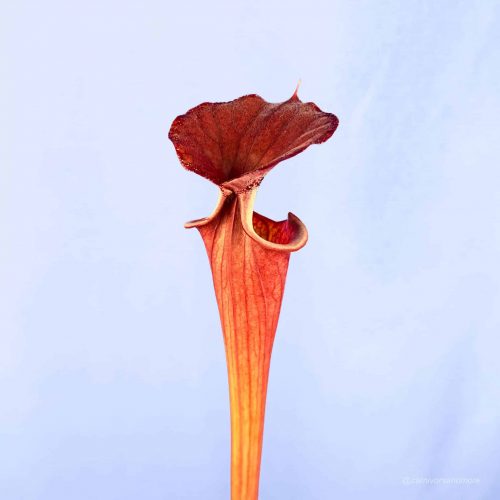 FT6fGe8zDOnLFL1FQtb5.jpg FT6fGe8zDOnLFL1FQtb5.jpg