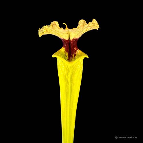 FTHjpNM4y4h32h2IqtFb.jpg Heldere gele vleesetende plant