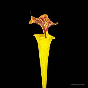 Sarracenia flava var. cuprea, heavy veined dark lid, ex M. Brausseﾠ