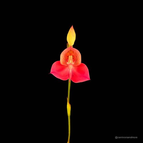 GfcCACCMij1PpdJ5ZWGd.jpg GfcCACCMij1PpdJ5ZWGd.jpg