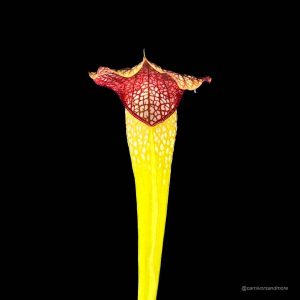 Kleurige vleesetende plant met bloemen