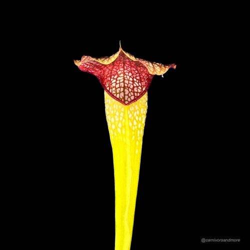 Kleurige vleesetende plant met bloemen