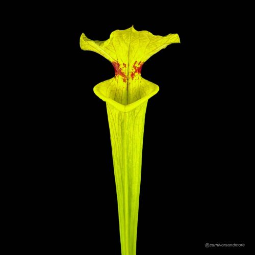 H4xDwpNWT4WNnezFi4sV.jpg Eine fleischfressende Pflanze auf Schwarz.