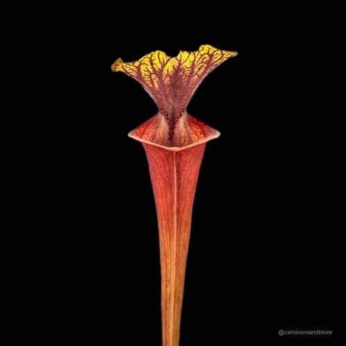 H7IUAEnlTgnh9biiltMh.jpg H7IUAEnlTgnh9biiltMh.jpg