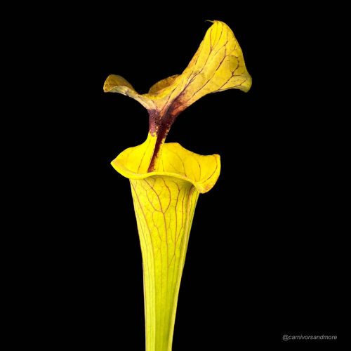 HPeHJhzDHVXhfhAZ0qAU.jpg Gelbe fleischfressende Pflanze auf Schwarz