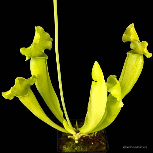 Vleesetende plant met groene bekers