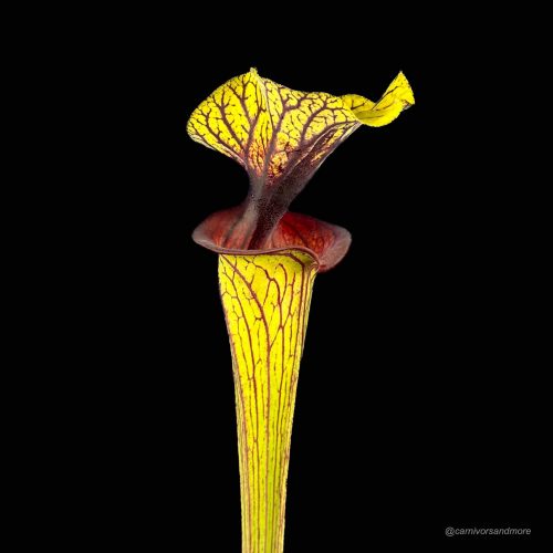 HX4fV1t3jXoAKs7oFOhs.jpg HX4fV1t3jXoAKs7oFOhs.jpg