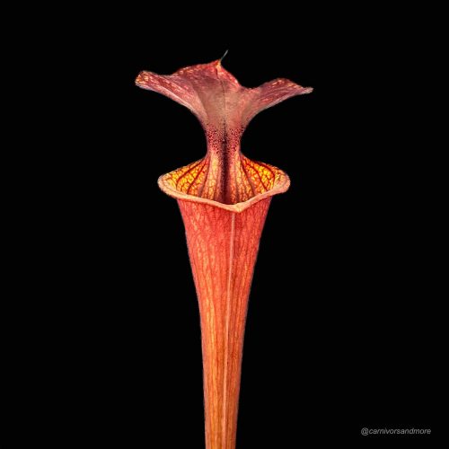 HtgWFUEsa6fyvGHiYCkl.jpg HtgWFUEsa6fyvGHiYCkl.jpg